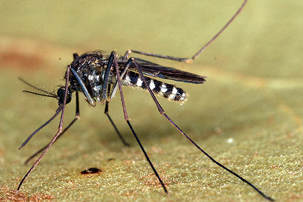 Culex erraticus_female mosquito_RSS