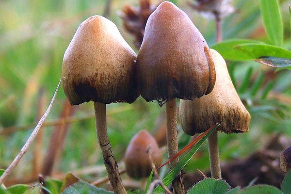 Psilocybe mushrooms_RSS