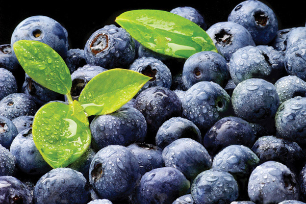 USFH_Closeup of blueberries_RSS